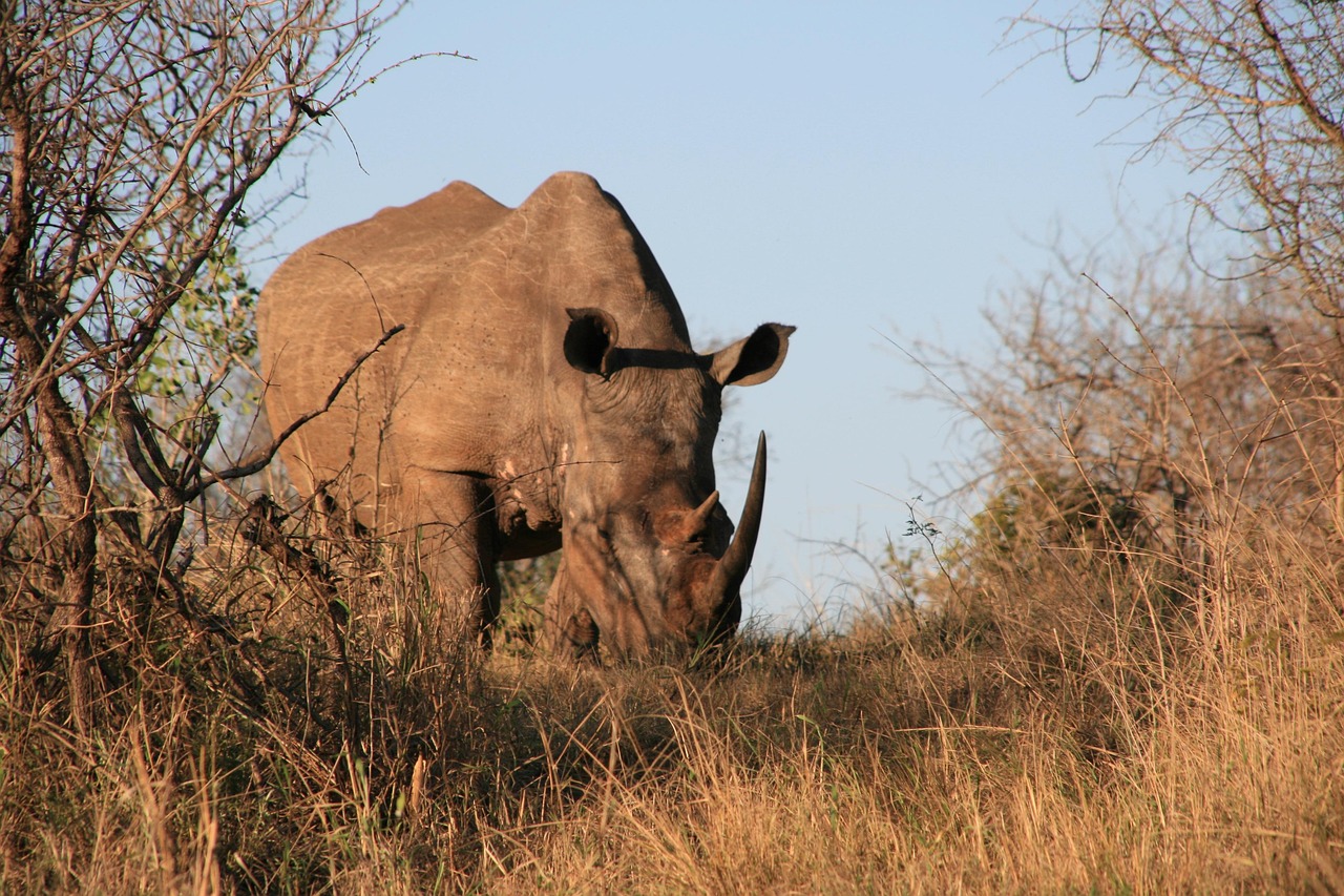 Rhino Casino Review Get Our Exclusive Bonus Code! 2025