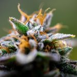close-up view of cannabis plant with frosty trichomes