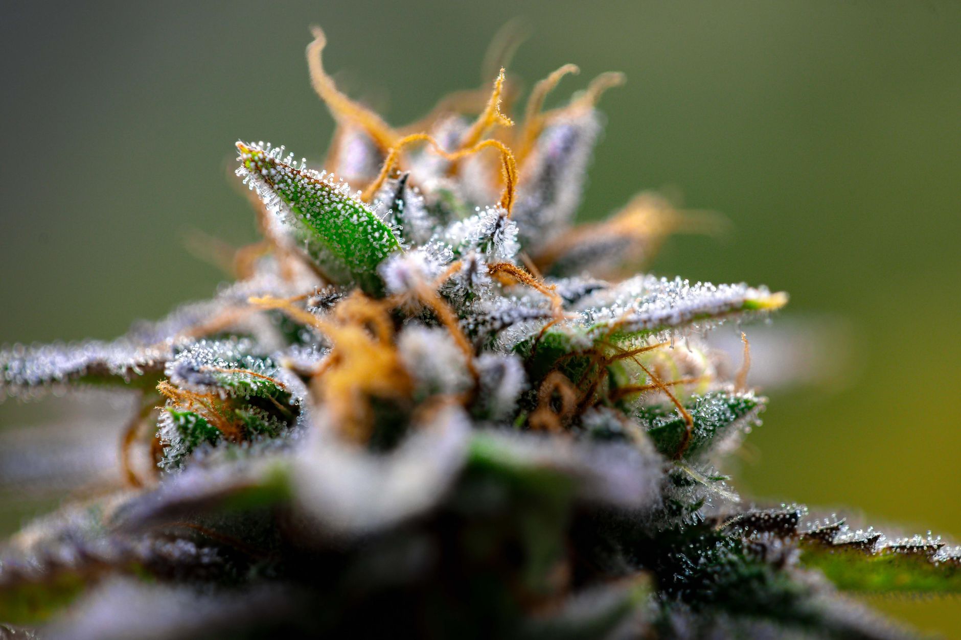 close-up view of cannabis plant with frosty trichomes